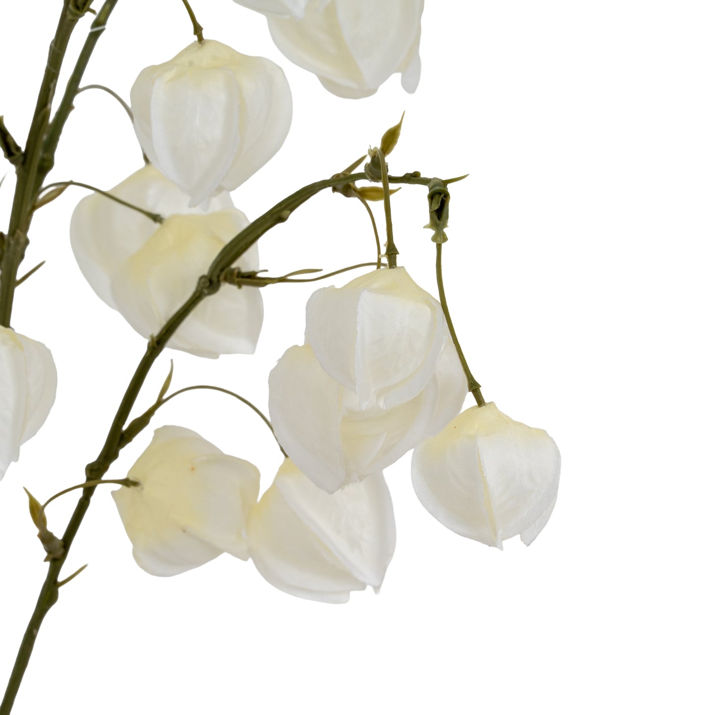 White Physalis Spray