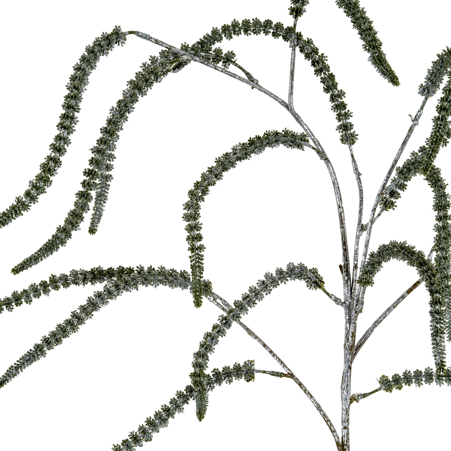 Festive Amaranthus