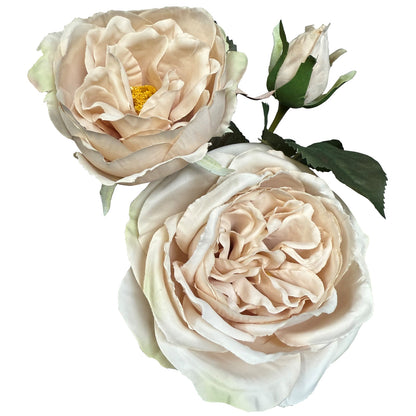 The Natural Garden Collection Palest Blush Charity Rose