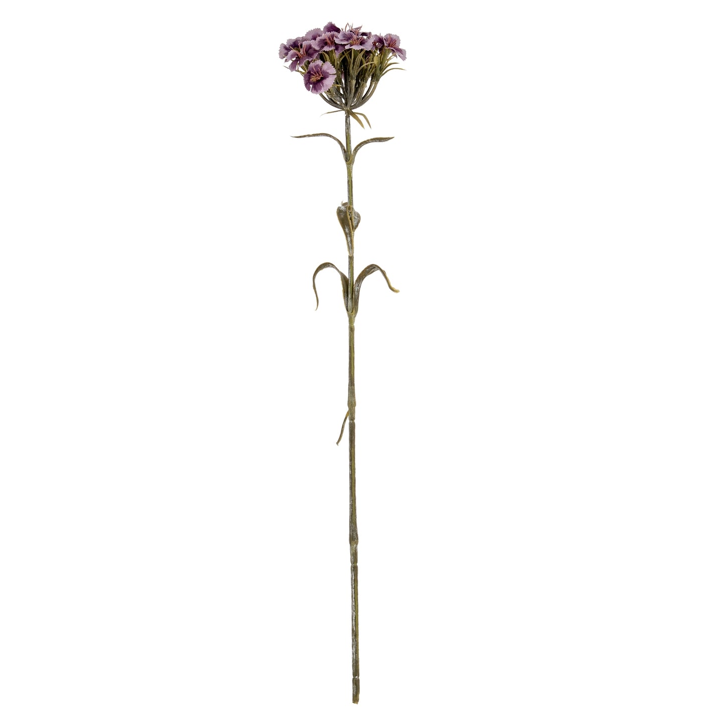 Purple Dianthus Spray