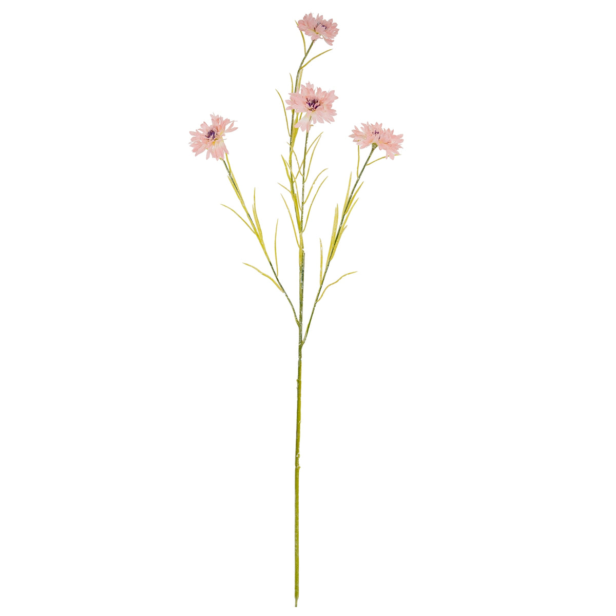 24556-a