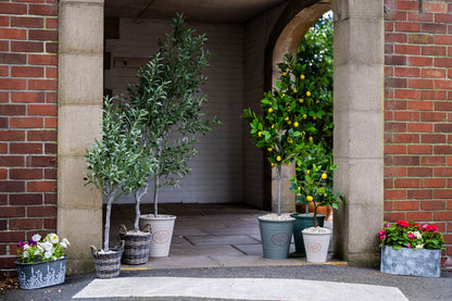 Artificial Lemon Tree