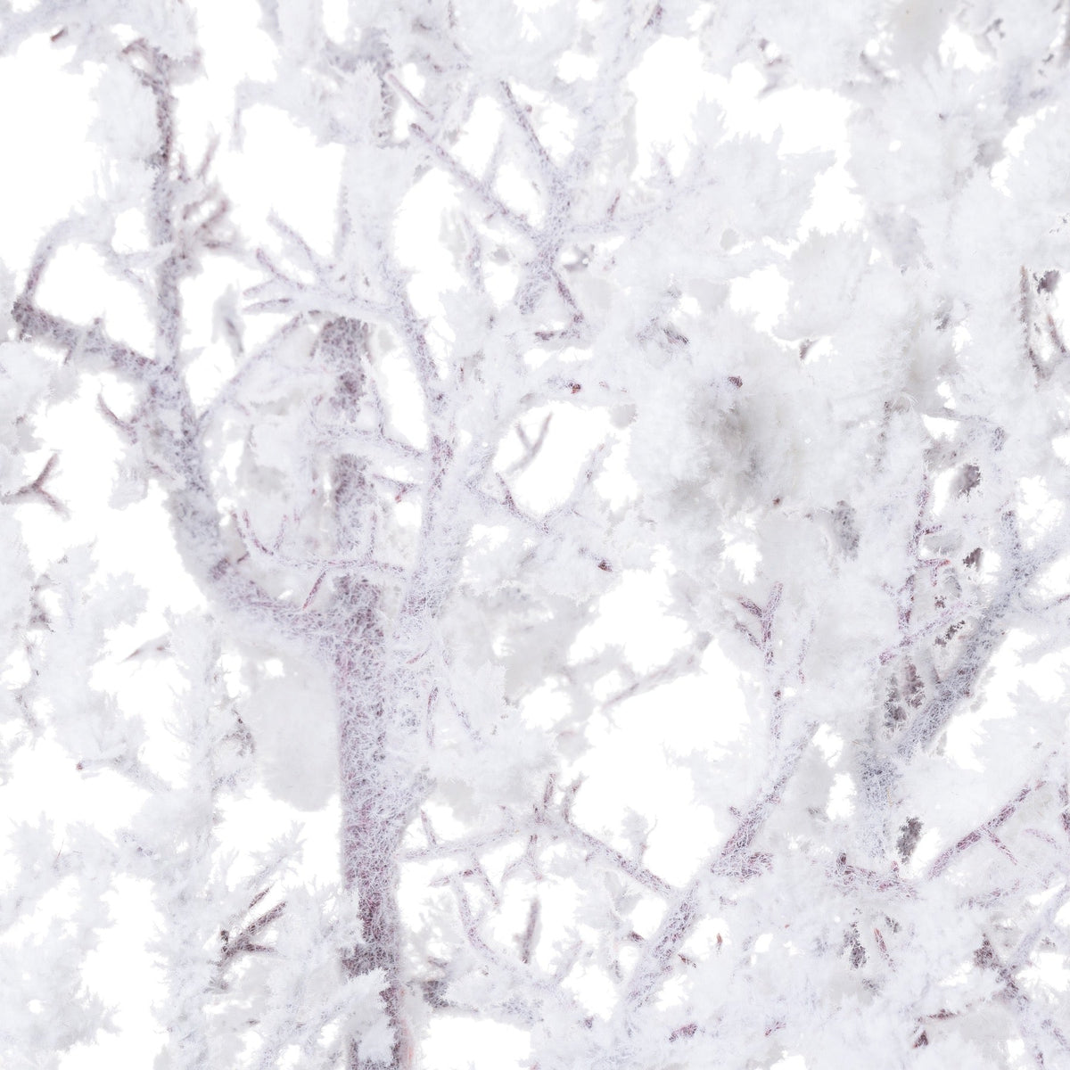Snowy BranchSmall.